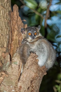 White-footed sportive lemur