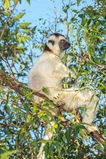 Verreaux's sifaka