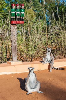 Two ring-tailed lemur