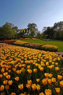 Tulip blossom