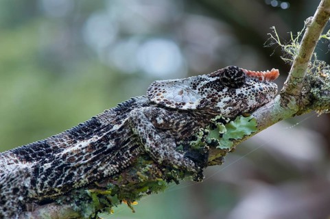 Elephant-eared or short-horned chameleon