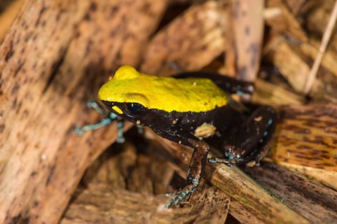 Climbing or climbing mantella