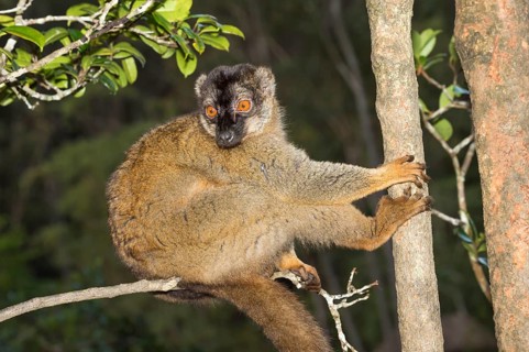 Red lemur