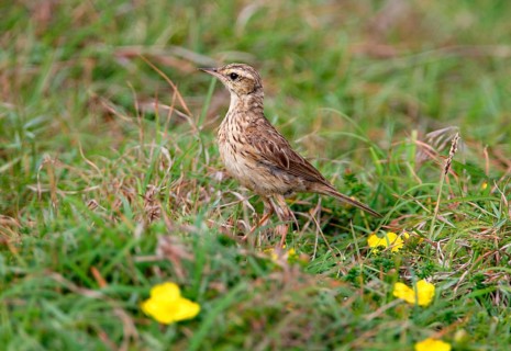 Australian Pipit