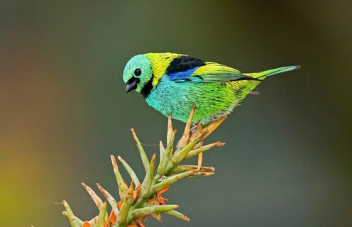 Green-headed tanager