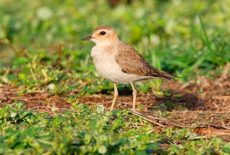Oriental Plover