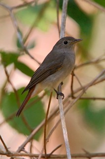 Rusty-tailed Flycatcher