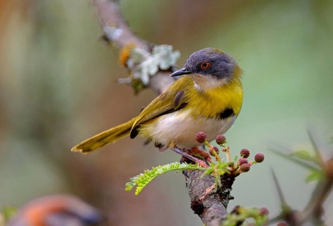 Yellow-breasted Apalis