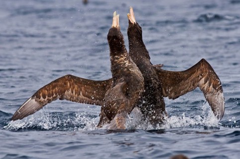Hall's Petrel