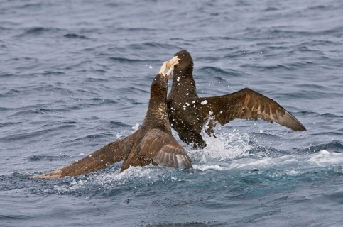 Hall's Petrel