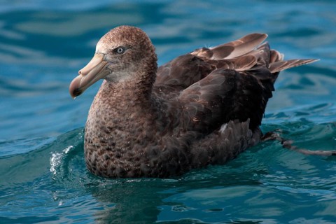 Hall's Petrel