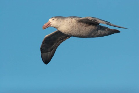 Hall's Petrel