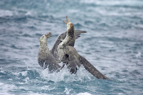 Hall's Petrel