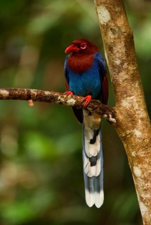 Ceylon Magpie