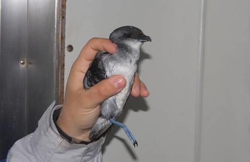 Broad-billed Diving Petrel