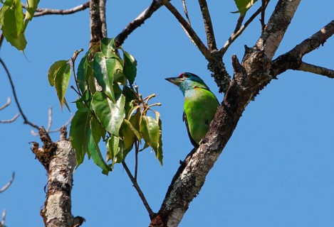 Blue-throated Barbet
