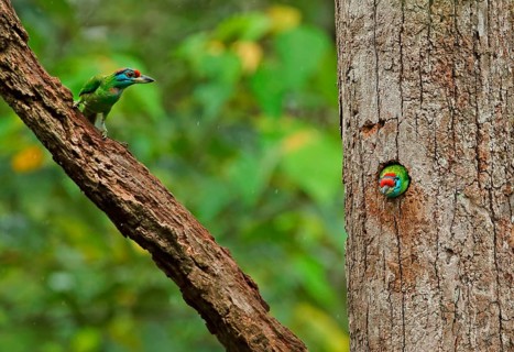 Blue-throated Barbet