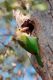 Brown-headed Barbet
