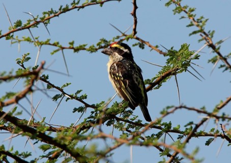 Red-fronted Barbet