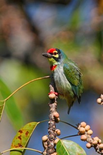 Coppersmith Barbet