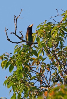 Great Barbet