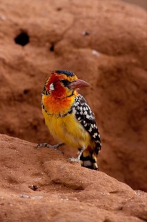 Flame-headed Barbet