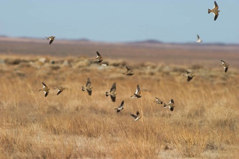 Black black lark