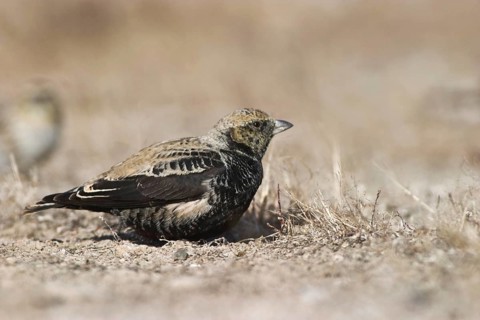 Black black lark