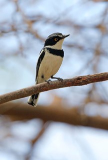 Black-headed Batis