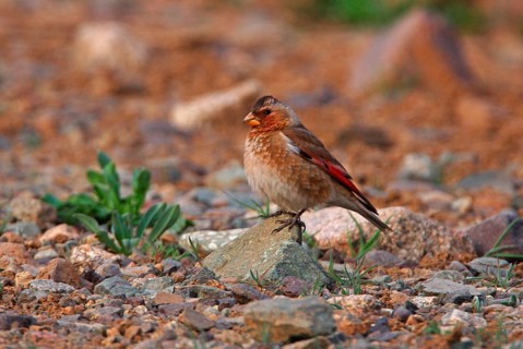 Crimson-winged Finch