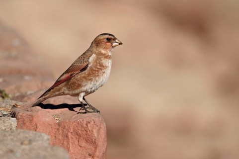 Crimson-winged Finch