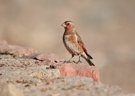 Crimson-winged Finch