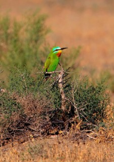 Blue-cheeked Bee-eater