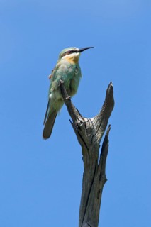 Blue-cheeked bee-eaters