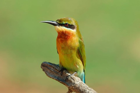 Blue-tailed bee-eater