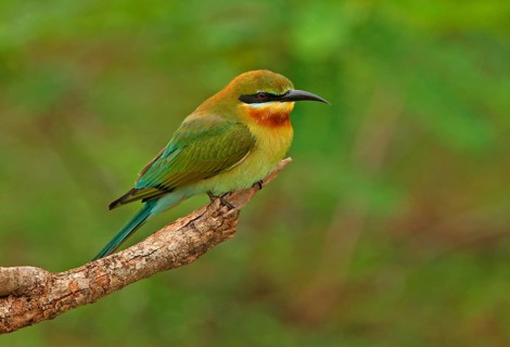 Blue-tailed bee-eater