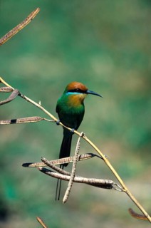 Boehm's bee-eater