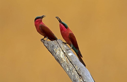 Southern carmine bee-eater