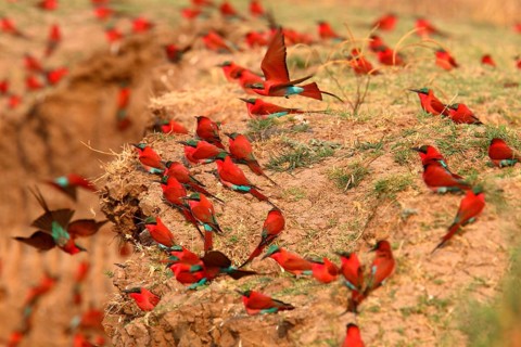 Flock of southern carmine bee-eaters