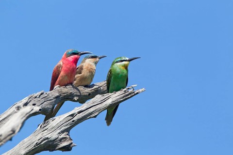 Southern southern carmine bee-eater