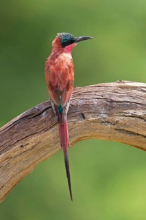 Southern carmine bee-eater