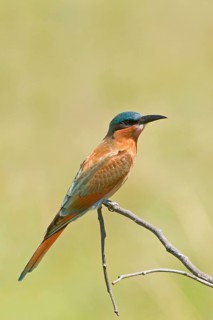 Southern carmine bee-eater