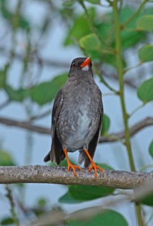 White-chinned thrush