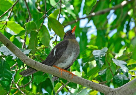 White-chinned thrush