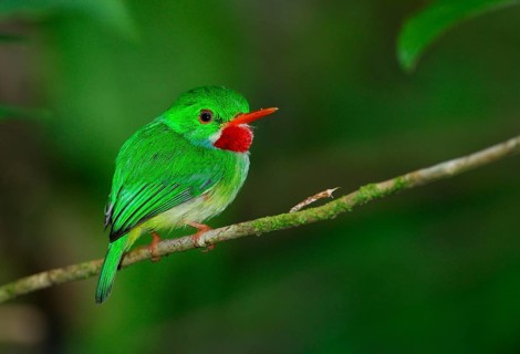 Jamaican tody