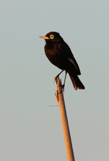 Spectacled Flycatcher