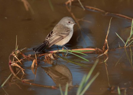 Sooty tyrannulet