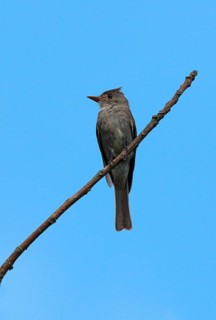 Slaty Elaenia