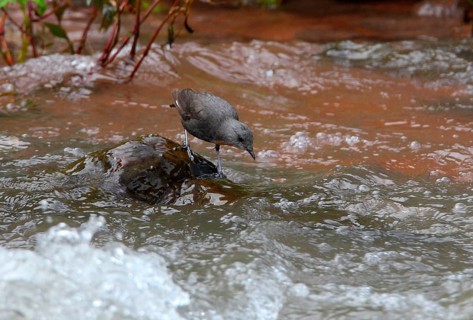 Rufous-throated dipper