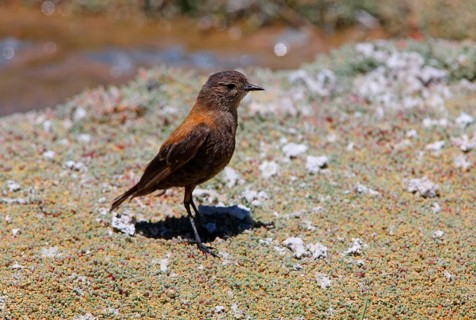 Adult austral negrito